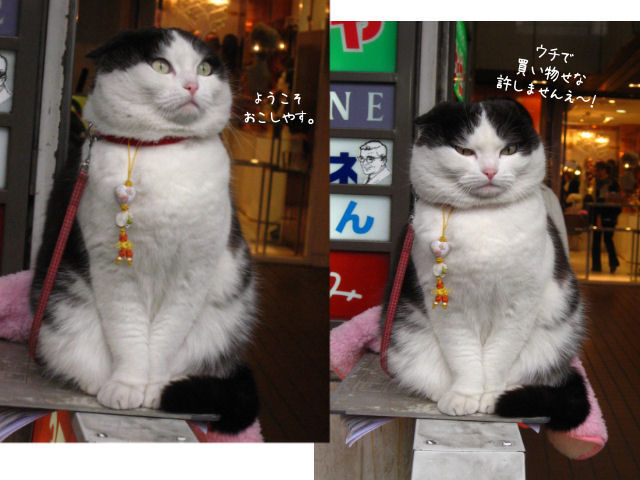 7四条寺町の猫.jpg